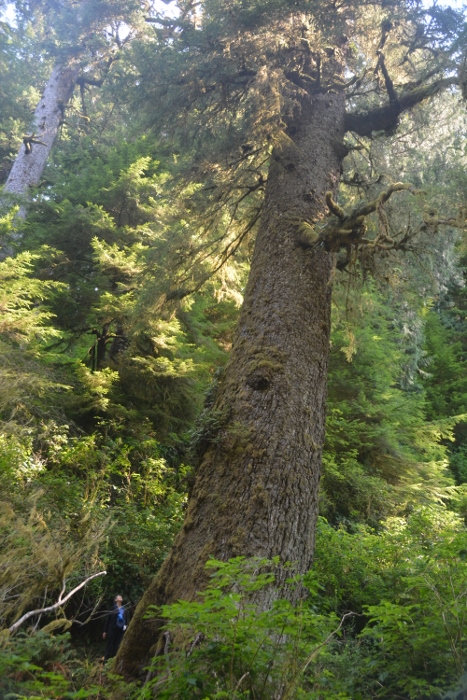 the giant sitka spruce